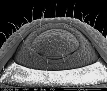 Media type: image;   Invertebrate Zoology 133769